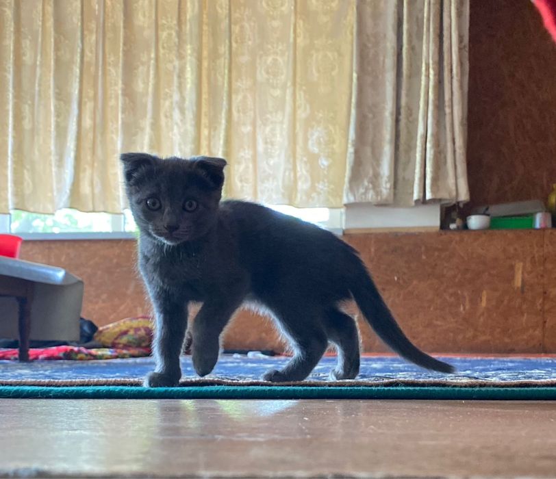 Котята 2месяца вислоухие