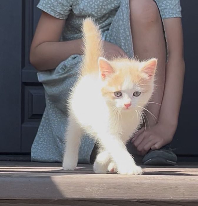 Отдам котенка даром