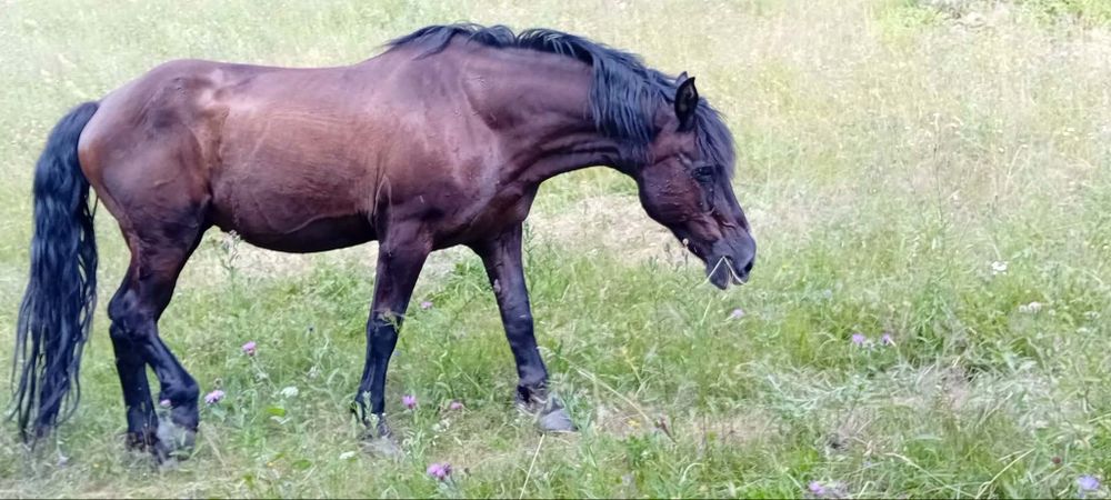 Vând iapa  in vârstă de 16 ani calul este foarte bland nu mușcă nu zvârle cu picioarele, merge si la unu si la doi calul se probează la fata locului