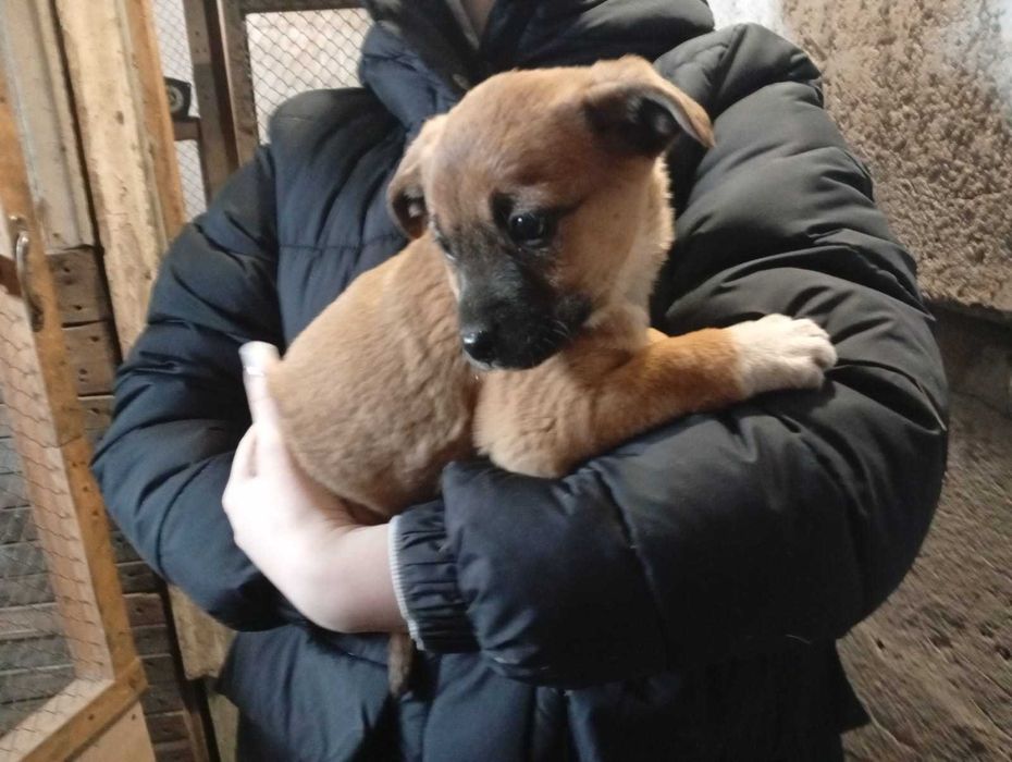 Отдадим щенков в доброе руки