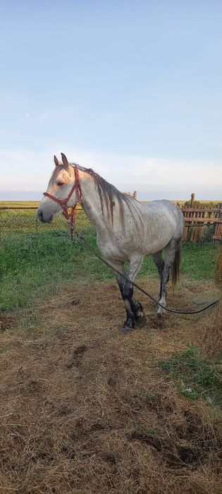 Продам жеребца на племя