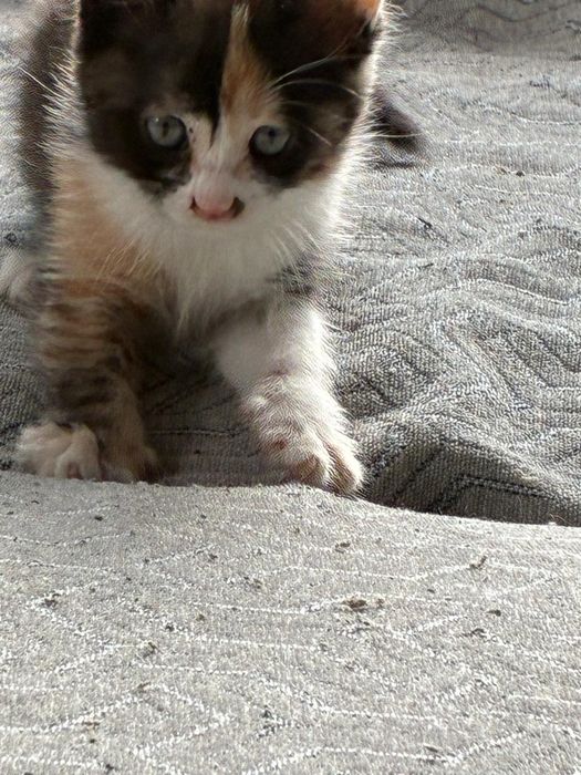 Отдам котят, с приданным...