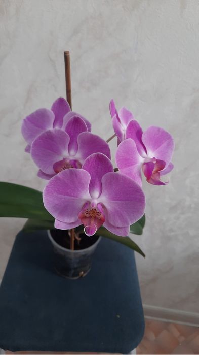 Продам Орхидею цена 4500