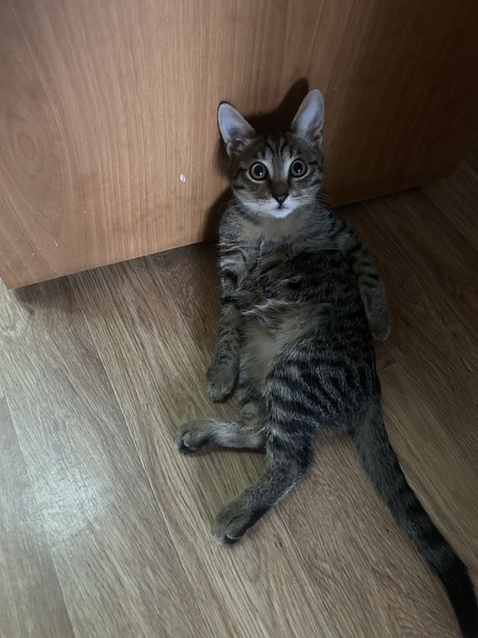 Отдаем кота в хорошие руки