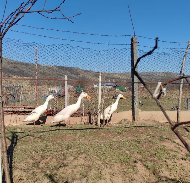 Oua pentru icubat - Rate Indiene Alergatoare Crescute Natural