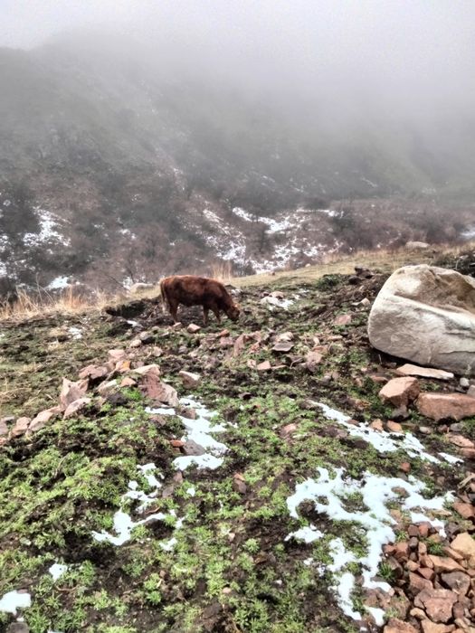 Бычок около года..