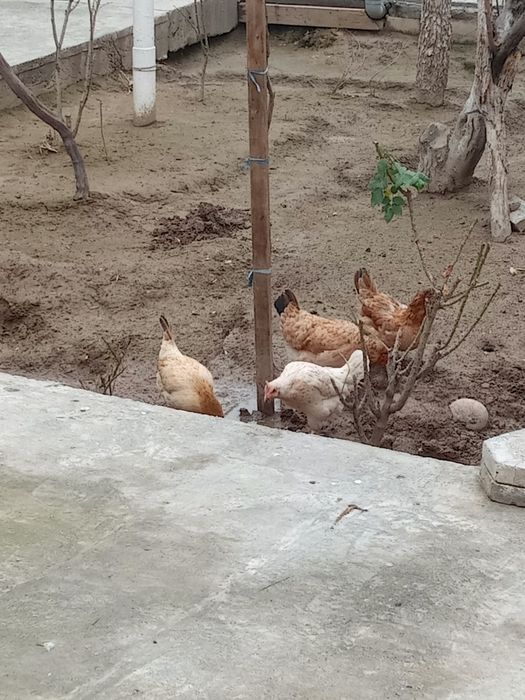 Уй товуклар сотилади