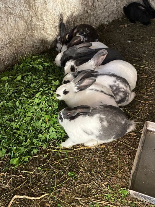 Vand iepuri rasa metis  fluture 100 lei