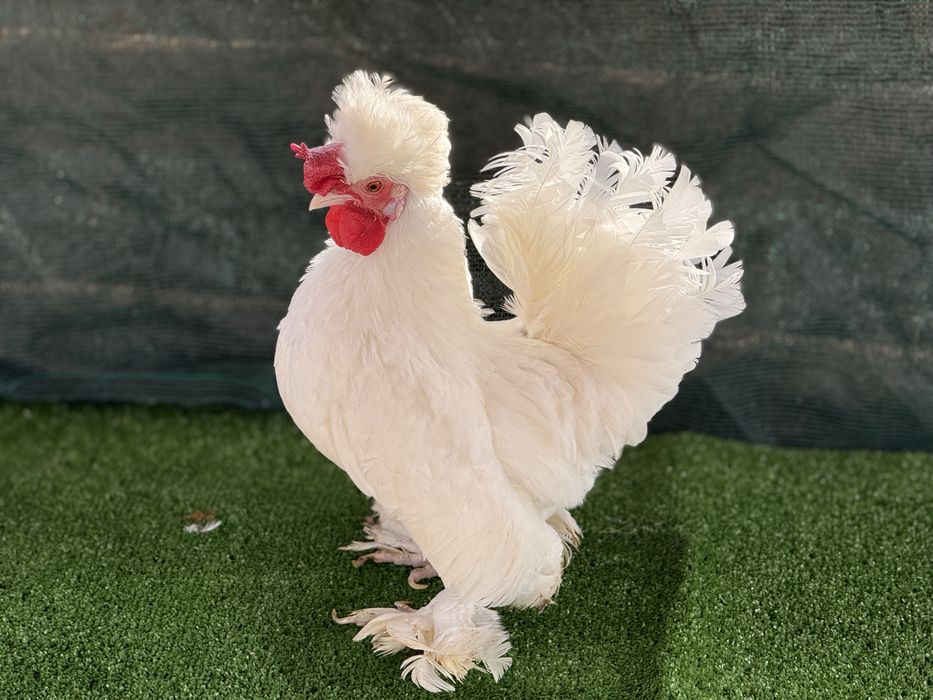 Продавам Бреговски джинки от снимките