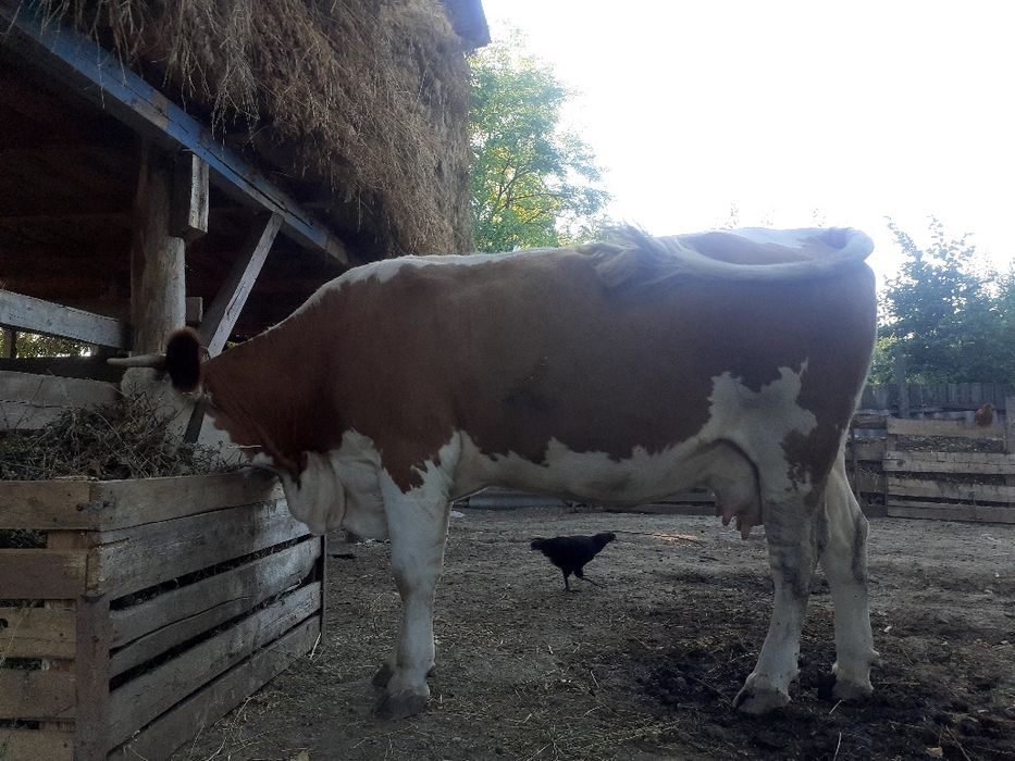 Vând vaca bălțată romaneasca