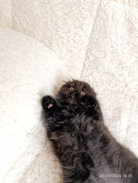 Британски късокосместа и шотлански клепоухи