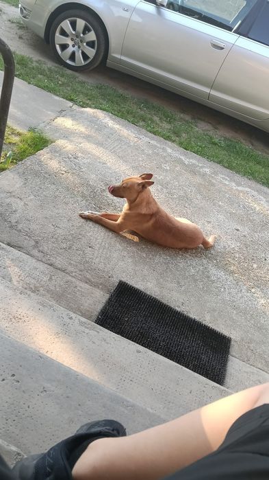 Câine . Talie mica foarte cuminte .
