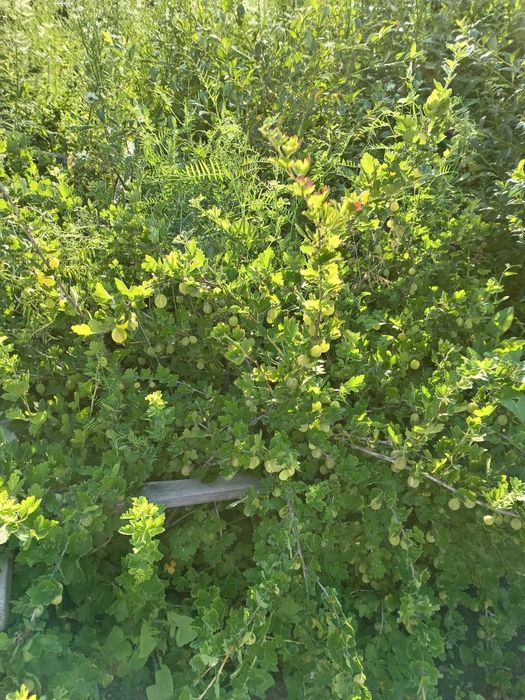 Продажа дачи в новопаловке