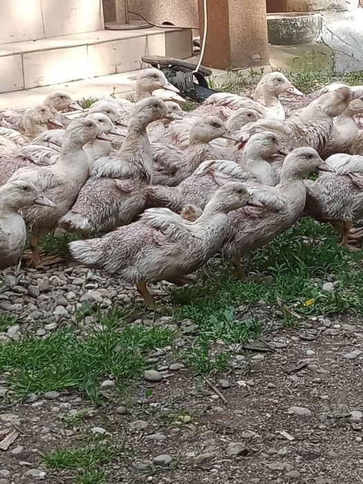 Vând rate mulard