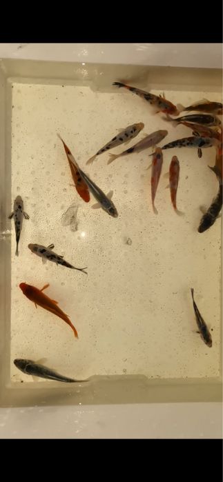 Crapi koi iazuri