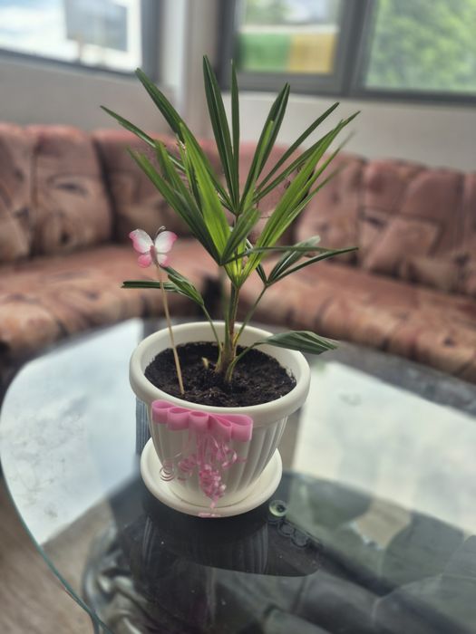 Продавам Студоустойчиви палми Трахикарпус.