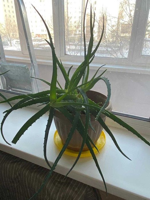 Алоэ комнатное растение