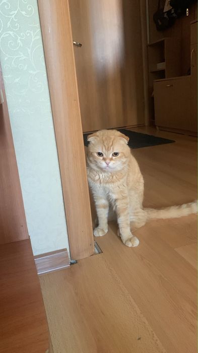 Кот продам кот продам