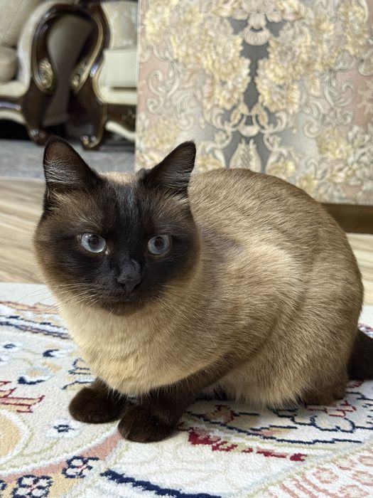 Сиямский кошка продаеться