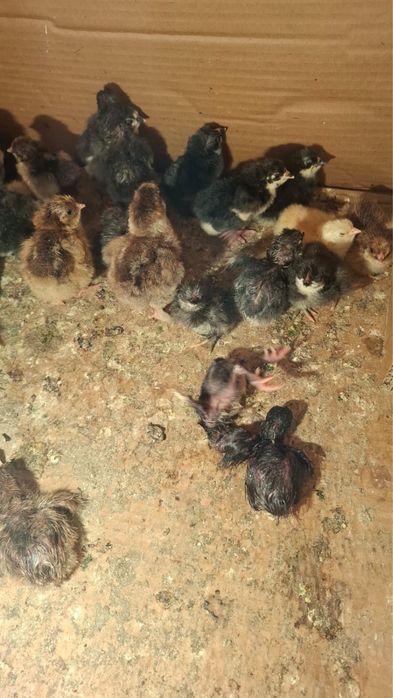 Продам цыплят суточные