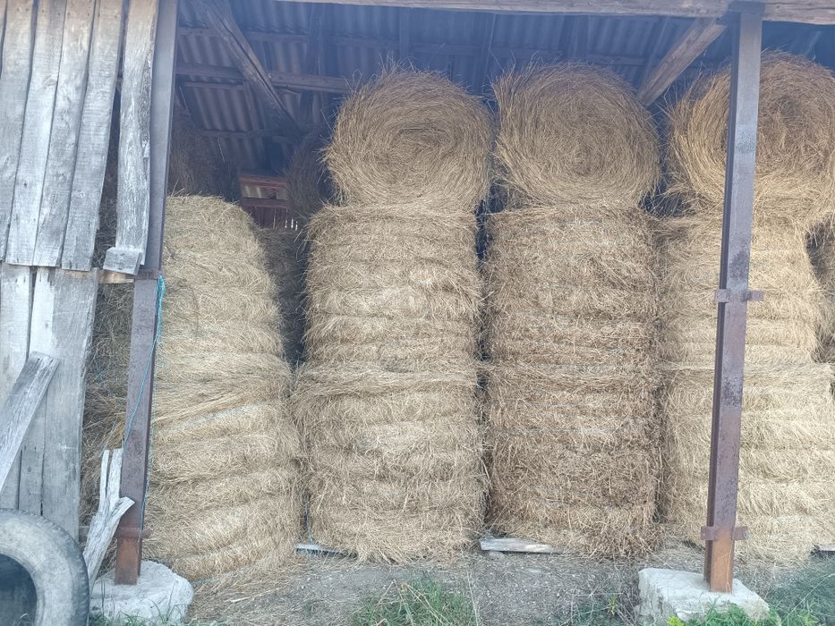 Fân producție 2026