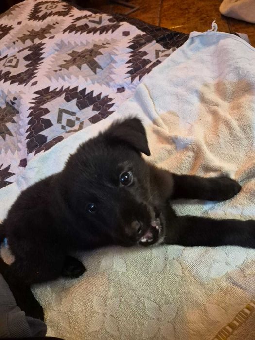 Ofer spre adopție pui cățel mascul