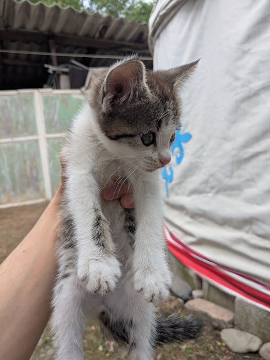 Отдам котят в добрые руки