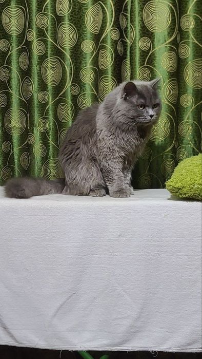 SScottish straight Vyazka(Qo'shishga)