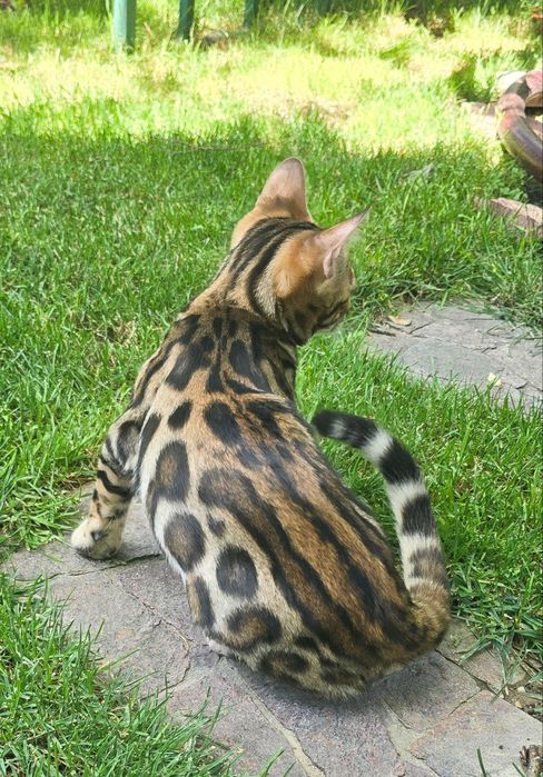 Чистокровные бенгальские котята