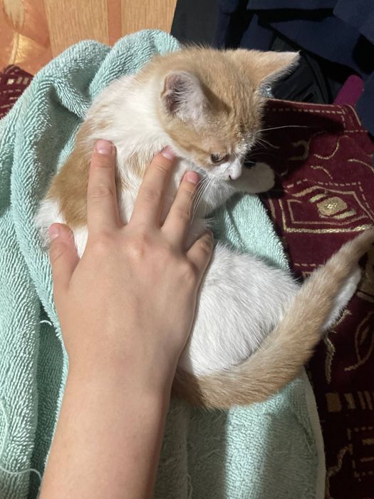 котёнок   Бублик