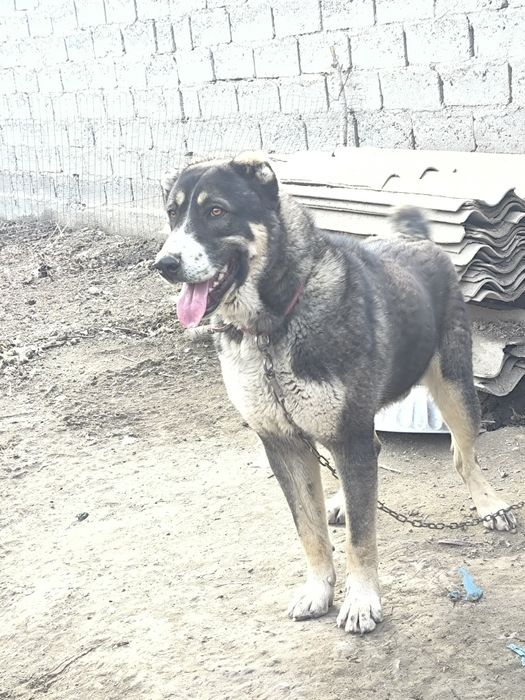 Алабай 10 ойлик сотилади