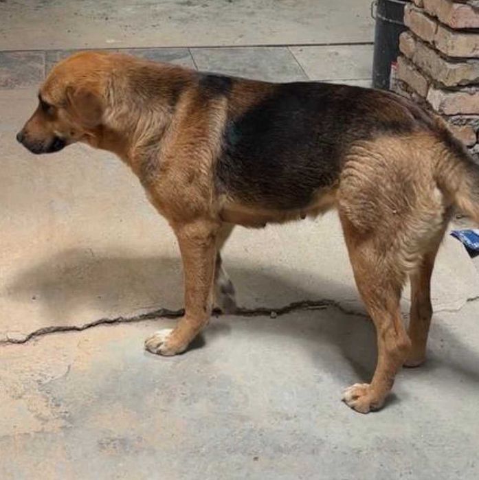 Продаются щенки город Ташкент Ташкентская область