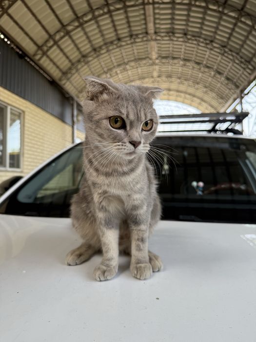 Кошка, шотланка вислоухоя, скоттиш фолд
