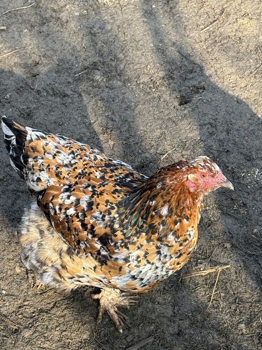 Gaini brahma colorate