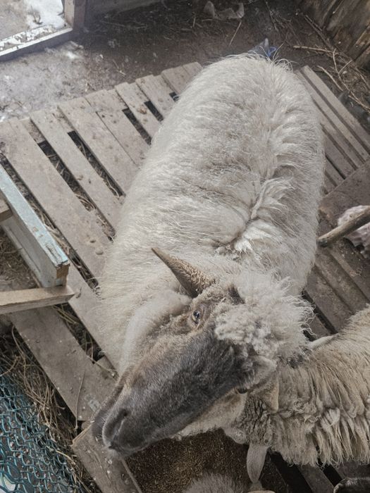 Продам вкусного барана