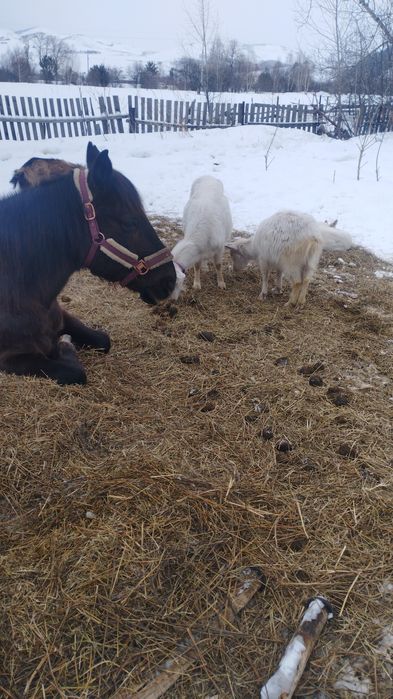 Козы молодняк прошлого года