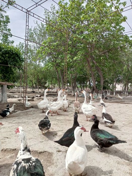 Продажа домашней птицы, а также  яйца