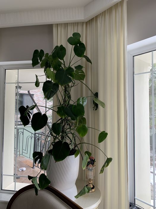 Монстера для дома и офиса