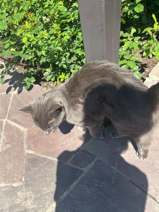 Отдам кота в хорошие руки