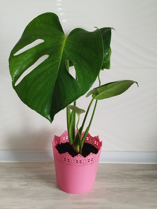 Monsterra Galland Delitsioza