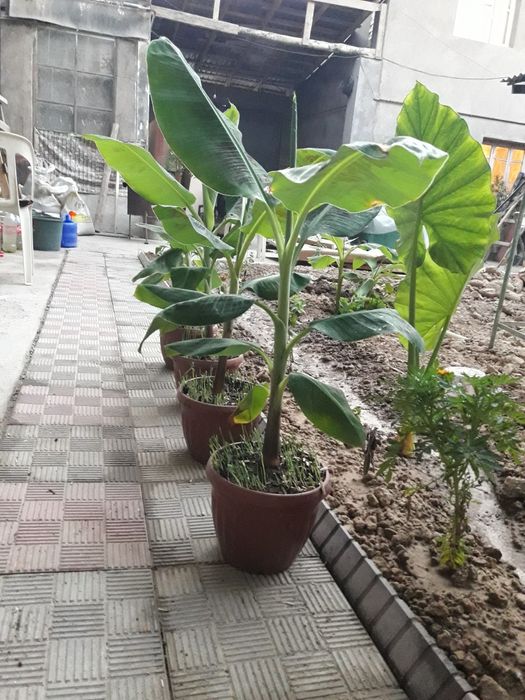 Банан кучатлари карлик сорт кавендиш