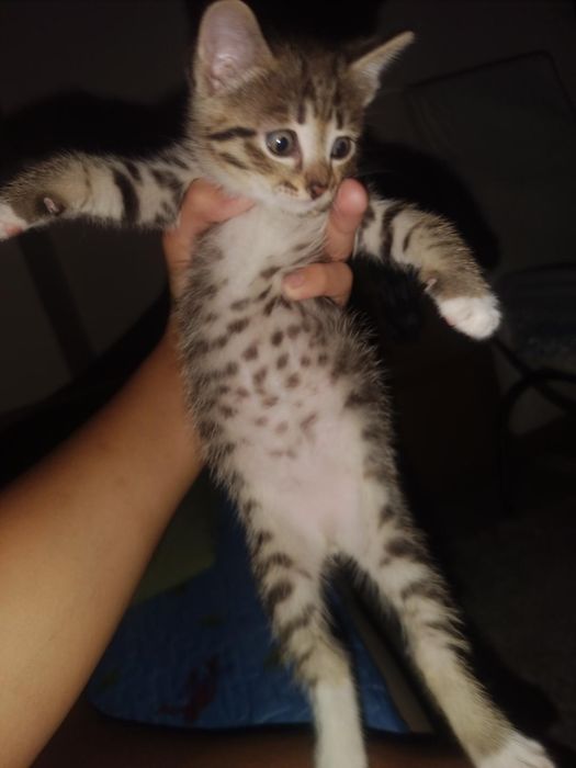 Отдам 2 котят бесплатно
