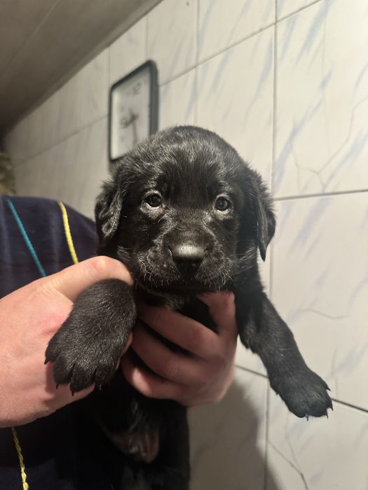 Лабрадор  щенки мальчики