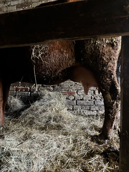 Продам молочную дойную корову