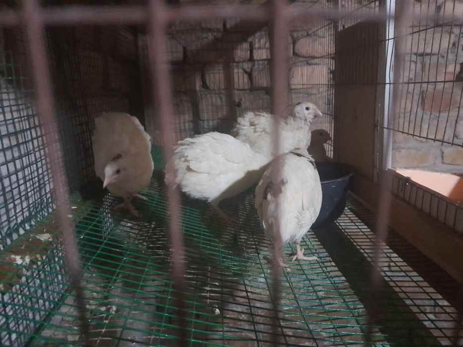 Продаётся Перепела техасские
