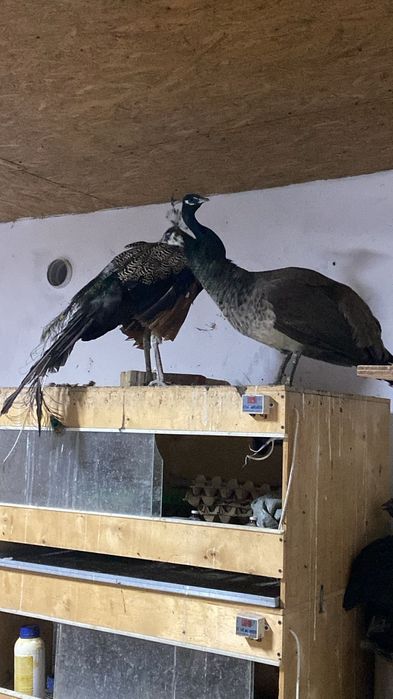 Продам павлины .