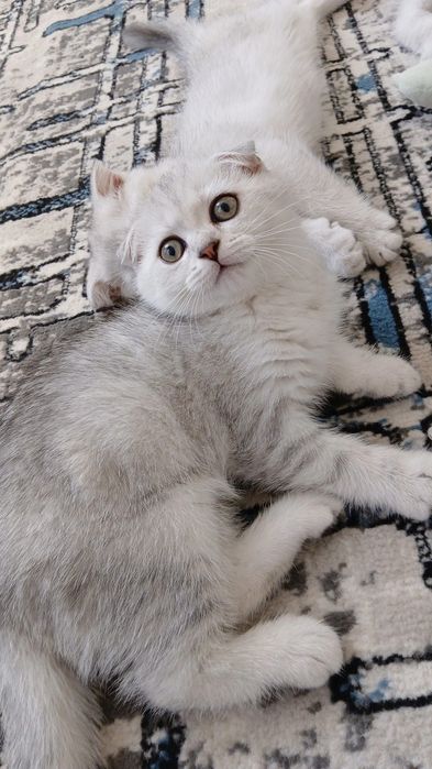 тозза пародали 3 ойлик