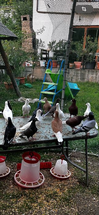 Porumbei voiajori de vanzare