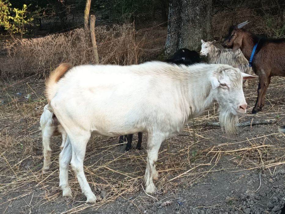 Vând țap rasa Saanen