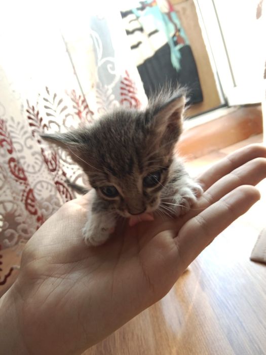 Котята маленькие